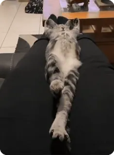 🌟 56275fc3 kucing, hewan, hewan peliharaan, hewan peliharaan, lucu, imut, santai whatsapp sticker