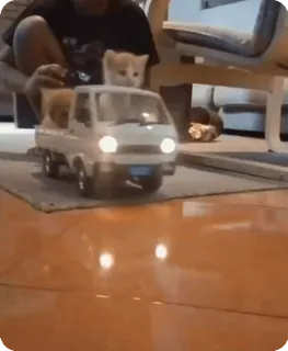 🌟 56a9b29f kucing, anak kucing, truk, hewan peliharaan, binatang, imut whatsapp sticker