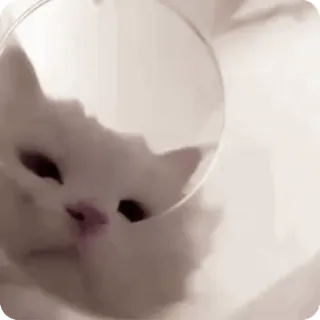 🌟 6220003a kucing, hewan, peliharaan, imut, putih, kerucut, lucu whatsapp sticker