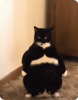 🌟 8a2de9b4 kucing, kucing tuxedo, lucu, kucing berdiri, hewan whatsapp sticker