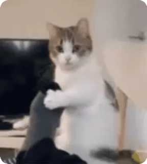 🌟 98f13ee5 kucing, hewan, peliharaan, kucing domestik, imut, ceria, felin whatsapp sticker