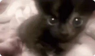 🌟 9f76d476 kucing, anak kucing, binatang, hewan peliharaan, imut whatsapp sticker