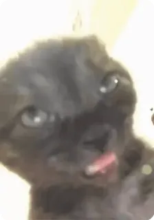 🌟 aa1e967c kucing, hewan peliharaan, anak kucing, hewan, imut, kucing hitam whatsapp sticker