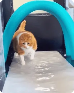 🌟 c3375cde kucing, hewan, peliharaan, oranye, putih, air, terowongan, berjalan whatsapp sticker