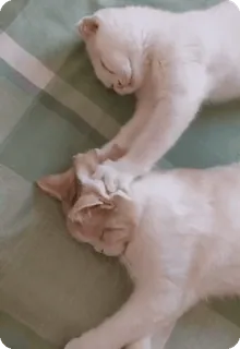 🌟 cffa0d4e kucing, tidur, binatang, hewan peliharaan, felidae whatsapp sticker