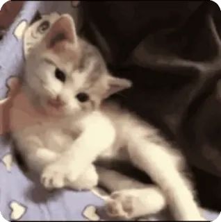 🌟 d56fc42c kucing, anak kucing, lucu, hewan, peliharaan, kucing whatsapp sticker