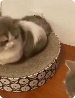 🌟 e3cce8be kucing, anak kucing, hewan peliharaan, hewan, lucu, felidae, kucing domestik, tempat tidur kucing whatsapp sticker