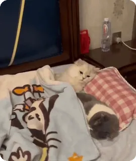 🌟 e6b49fa2 kucing, kucing, hewan peliharaan, hewan, hewan peliharaan, tidur, nyaman, tempat tidur whatsapp sticker