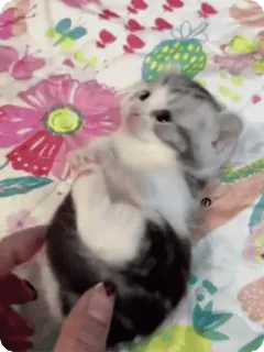 🌟 fceb9635 anak kucing, kucing, imut, hewan, hewan peliharaan, bayi hewan whatsapp sticker