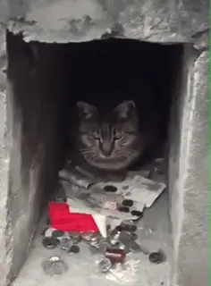 Котиковый пак от @TgSticker telegram stickers