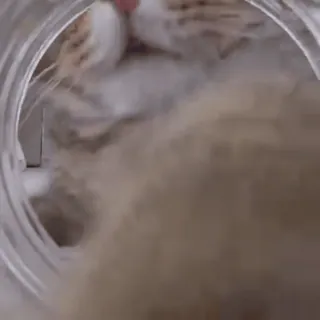 🐽 0af445cf telegram sticker