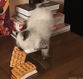😵 23da4d39 chat, chaton, gaufres, mignon, animal, animal de compagnie, nourriture, table, livres telegram sticker