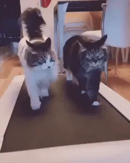 Котиковый пак от @TgSticker telegram stickers