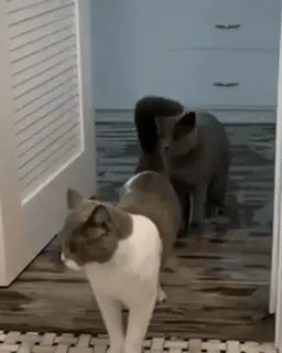 Котиковый пак от @TgSticker whatsapp stickers