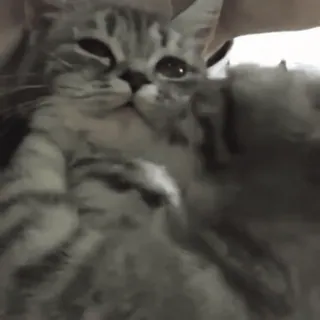 😘 474613da chat, chaton, mignon, animal de compagnie, animal, domestique telegram sticker