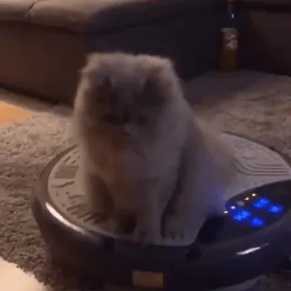 🤪 502463ce chat, robot aspirateur, animal domestique, animal de compagnie, mignon, animal, maison, intérieur telegram sticker