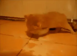 👶 5af4402b chat, chaton, animal, animal de compagnie, mignon, félin telegram sticker