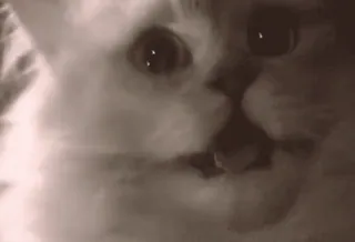 😳 7548b69a chat, animal, animal de compagnie, mignon, félin, mammifère, domestique telegram sticker