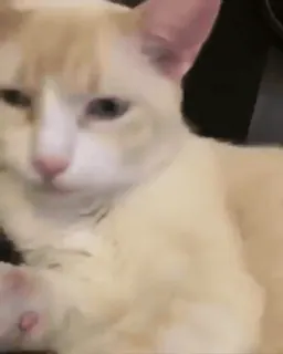 😛 895cdb2a chat, animal, félin, chat domestique, animal de compagnie telegram sticker