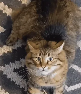 👹 aa33a01d chat, chat domestique, félin, animal de compagnie, mammifère, animal telegram sticker