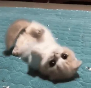 🙃 ae6f0f3d chat, chaton, mignon, animal, animal de compagnie, mammifère telegram sticker