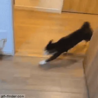 😼 c5610b4b chat, drôle, animaux, animal de compagnie, escalier, chute telegram sticker