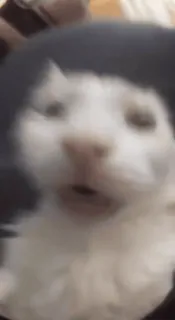 😱 d1e935d7 chat, animal, choqué, surpris, mème, drôle telegram sticker