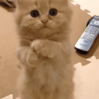 🥺 f4c1d4fb chat, chaton, mignon, animal, animal de compagnie, domestique telegram sticker