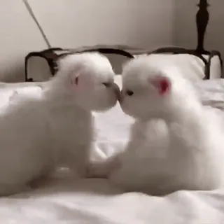 😘 fa33d96d chats, chatons, chats blancs, mignon, animaux, animaux de compagnie telegram sticker