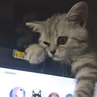 🐱 768925e1 MINMO! gatto, gattino, carino, animale, domestico, animale domestico whatsapp sticker