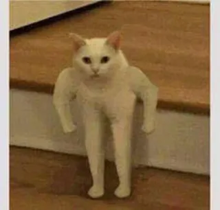 💪 cf029126 gatto, divertente, animale, meme, creatura, gambe, strano, inquietante whatsapp sticker