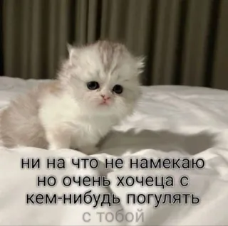 😊 0149de29 ни на что не намекаю
но очень хочеца с
кем-нибудь погулять
с тобой cat, kitten, cute, russian, text, walk, pet telegram sticker