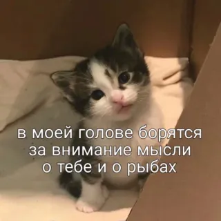 🐠 03c70757 в моей голове борятся за внимание мысли о тебе и о рыбах cat, kitten, box, thoughts, fish telegram sticker