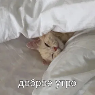 ☺️ 1038c976 доброе утро cat, sleep, good morning, cute, pet, bed telegram sticker