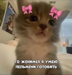 💍 221377ce ГО ЖЕНИМСЯ Я УМЕЮ ПЕЛЬМЕНИ ГОТОВИТЬ cat, kitten, cute, funny, pelmeni, marriage proposal telegram sticker