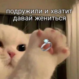 💍 23e11ccd подружили и хватит давай жениться cat, marriage proposal, ring, cute, funny, animal telegram sticker