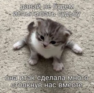 🫢 51f35b24 давай не будем испытывать судьбу
она итак сделала много столкнув нас вместе kitten, cat, text, russian, meme, animal telegram sticker