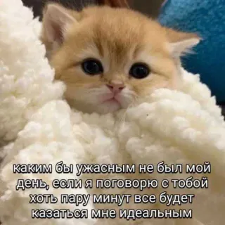 😽 55591f0c каким бы ужасным не был мой
день, если я поговорю с тобой
хоть пару минут все будет
казаться мне идеальным cat, cute, kitten, animal, pet, message, wrapped telegram sticker