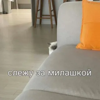 😍 64d43239 слежу за милашкой cat, cute, watching, lurking, pet telegram sticker