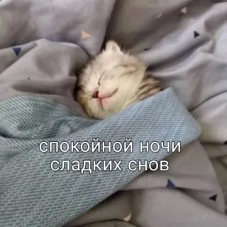 🛏️ 69b7aea8 спокойной ночи сладких снов cat, kitten, sleeping, russian, good night, sweet dreams telegram sticker