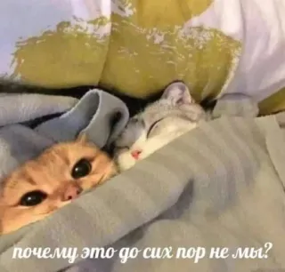 🤓 86d9ce40 почему это до сих пор не мы? cats, animals, cute, sleeping, friendship, love telegram sticker