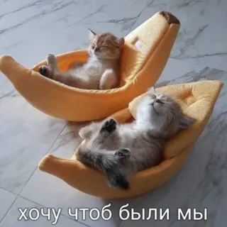 ❤️‍🩹 8ba12ea4 хочу чтоб были мы cats, banana, relaxation, cute, kittens, sleepy telegram sticker