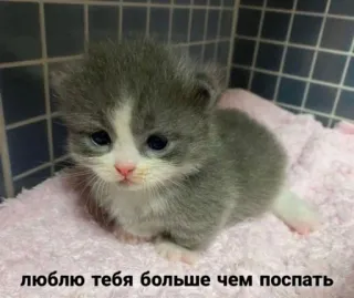 👽 8d604f98 люблю тебя больше чем поспать kitten, cute, animal, love, sleep, pet telegram sticker