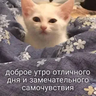 🦦 9cbf50a2 доброе утро отличного дня и замечательного самочувствия cat, kitten, good morning, positive vibes, cute, sleepy telegram sticker