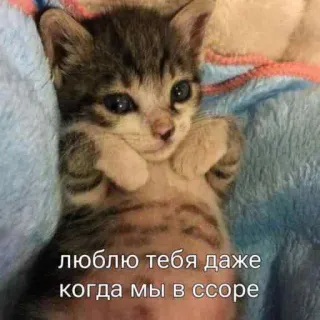 🥺 9e27a62f люблю тебя даже когда мы в ссоре cat, kitten, cute, love, russian, sticker telegram sticker