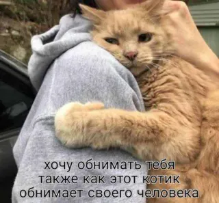 🥰 9fbf926a хочу обнимать тебя также как этот котик обнимает своего человека cat, hug, affection, friendship, pet, animal, cute telegram sticker