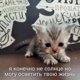 🔯 a0bd2245 Я конечно не солнце но могу осветить твою жизнь kitten, cute, animal, pet, cat, sun, life, light telegram sticker
