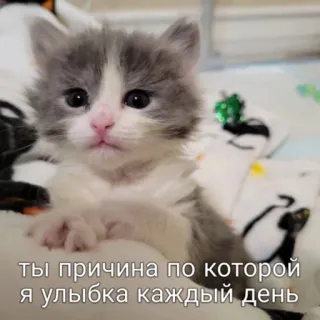 🫠 b225f522 ты причина по которой я улыбка каждый день kitten, cat, cute, pet, animal, adorable telegram sticker