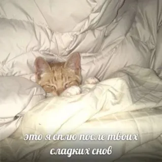 🛏️ b2ed7db9 это я сплю после твоих сладких снов cat, sleeping, bed, cute, relaxed, pet telegram sticker