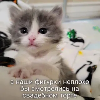 🎂 c12b3b03 а наши фигурки неплохо бы смотрелись на свадебном торте cat, kitten, cute, animal, pet, wedding cake, figures telegram sticker